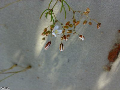 Pharnaceum lineare, photographed by Chris Vynbos