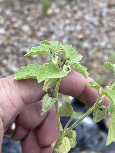 Physalis neomexicana, photographed by CK2AZ