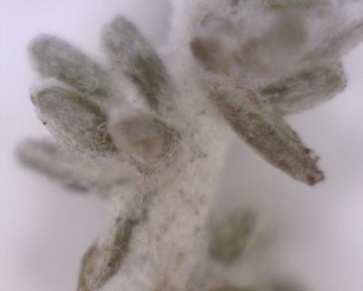 Lachnospermum fasciculatum, photographed by Jacques van der Merwe