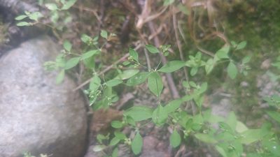 Paronychia canadensis, photographed by Ryan Sorrells