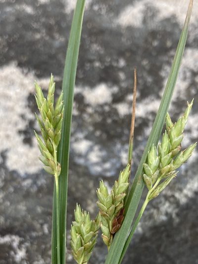 Cyperus schweinitzii, photographed by er-birds