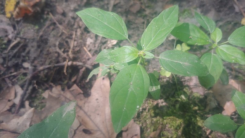 Acalypha virginica, photographed by Ryan Sorrells