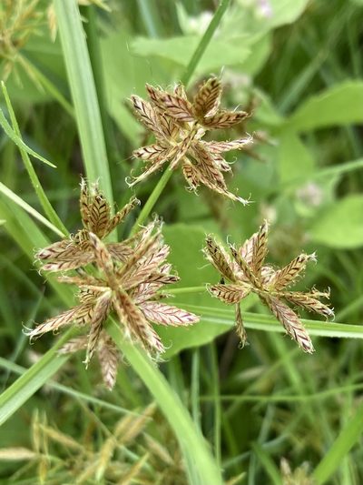 Cyperus diandrus, photographed by er-birds