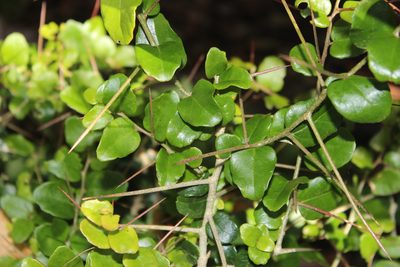 Dovyalis rhamnoides, photographed by Tony Rebelo