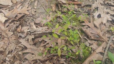 Paronychia canadensis, photographed by Ryan Sorrells