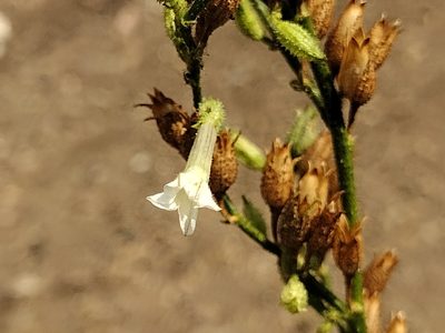 Nicotiana attenuata, photographed by Daniel S.