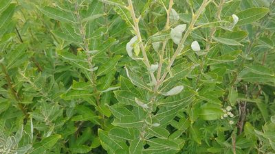Salix humilis, photographed by Ryan Sorrells