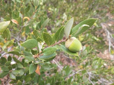 Quercus vacciniifolia, photographed by Drew Meyer