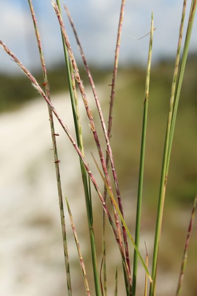 Schizachyrium sanguineum, photographed by Scott Ward