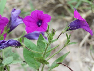 Petunia integrifolia, photographed by Patricio Cowper Coles