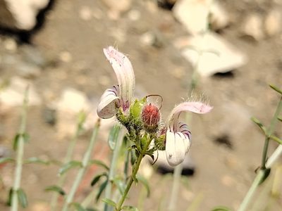 Keckiella breviflora, photographed by Daniel S.