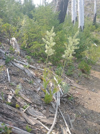 Veratrum insolitum, photographed by Drew Meyer