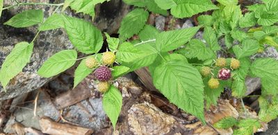 Rubus leucodermis, photographed by Leanne Stacy Reitan