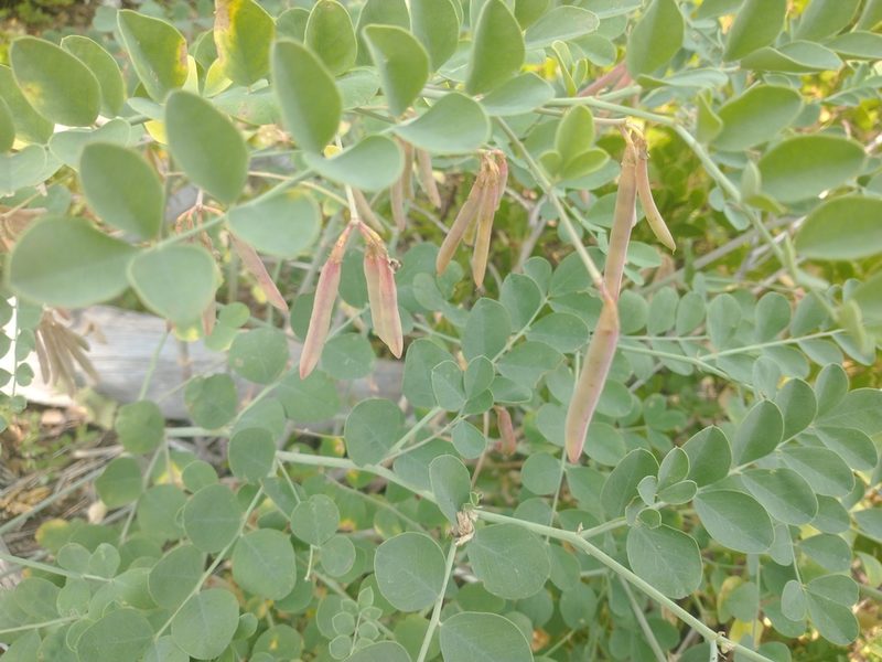 Hosackia crassifolia, photographed by Drew Meyer