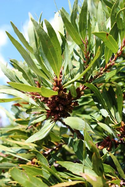 Myrica integra, photographed by Tony Rebelo
