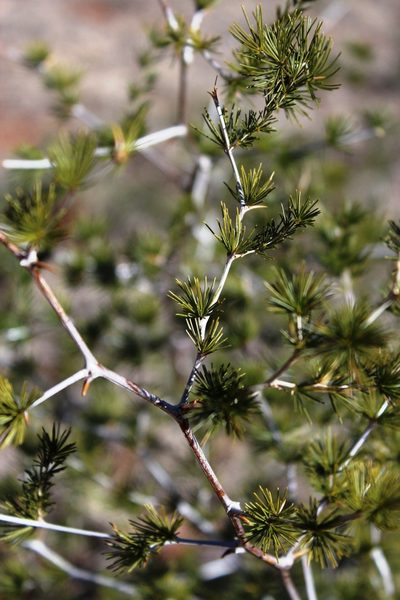 Asparagus exuvialis, photographed by Tony Rebelo