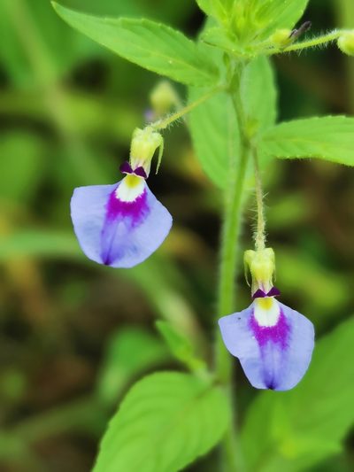 Pombalia glabra, photographed by Juan Carlos Pérez Magaña
