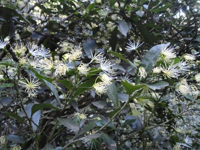 Maerua racemulosa, photographed by M Kriek