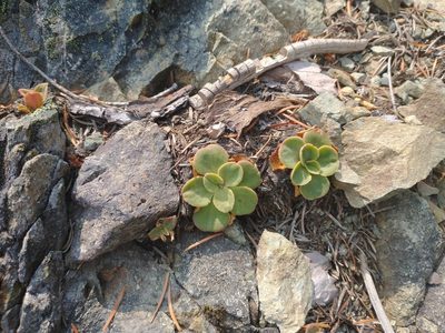 Lewisia cotyledon, photographed by Drew Meyer
