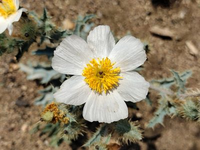 Argemone munita, photographed by Daniel S.