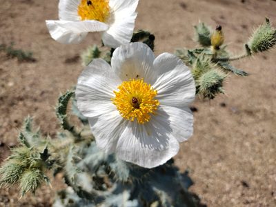 Argemone munita, photographed by Daniel S.