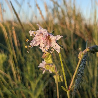 Mirabilis linearis, photographed by Dominic Gentilcore