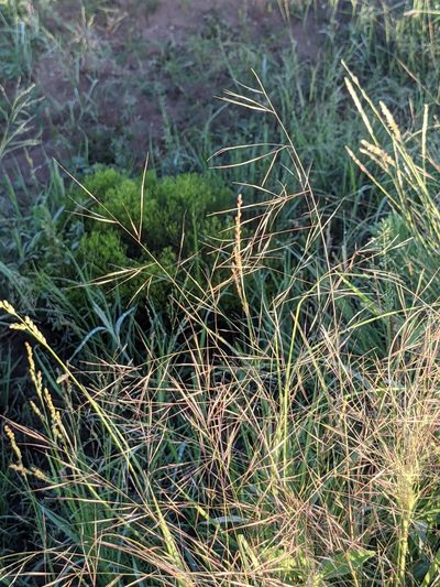 Aristida ternipes, photographed by Dominic Gentilcore
