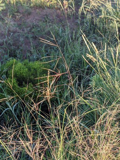 Aristida ternipes, photographed by Dominic Gentilcore