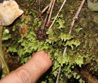 Lopidium struthiopteris, photographed by Tony Rebelo