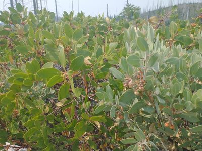 Arctostaphylos canescens, photographed by Drew Meyer