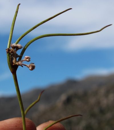 Centella restioides, photographed by Tony Rebelo