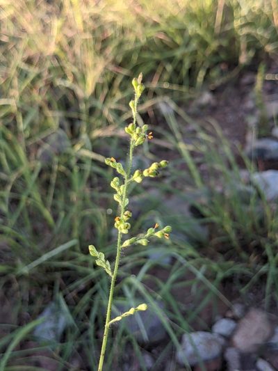 Urochloa arizonica, photographed by Dominic Gentilcore