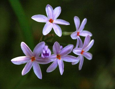 Tulbaghia maritima, photographed by Tony Rebelo