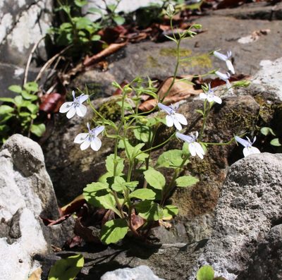 Lobelia cuneifolia, photographed by Tony Rebelo