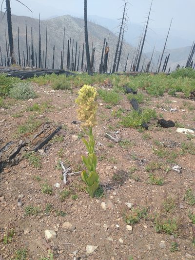 Veratrum insolitum, photographed by Drew Meyer