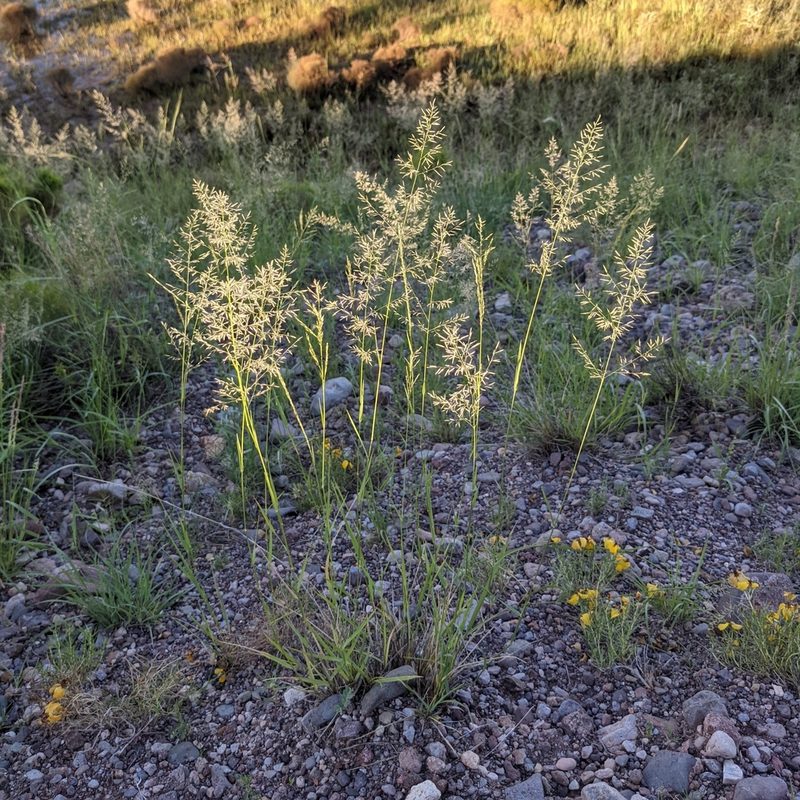 Eragrostis lehmanniana, photographed by Dominic Gentilcore