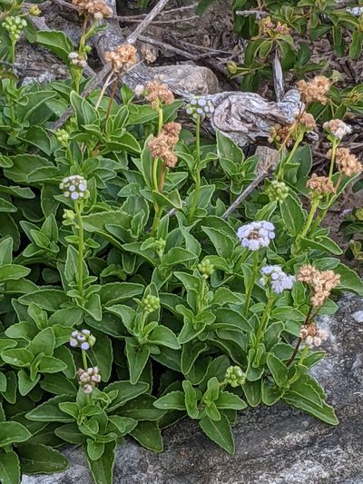 Ageratum maritimum, photographed by Eric Knight