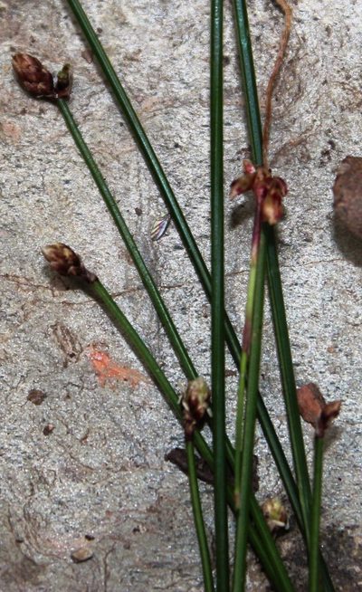Ficinia sylvatica, photographed by Tony Rebelo