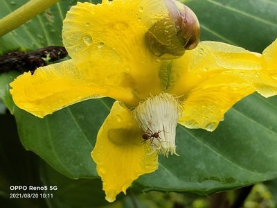 Dillenia suffruticosa, photographed by Ong Jyh Seng