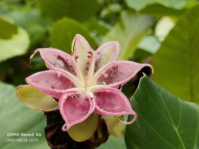 Dillenia suffruticosa, photographed by Ong Jyh Seng