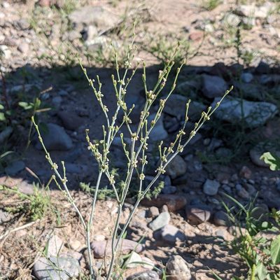 Eriogonum polycladon, photographed by Dominic Gentilcore