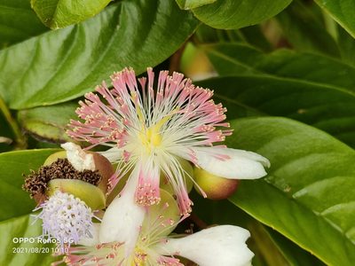 Tetracera indica, photographed by Ong Jyh Seng