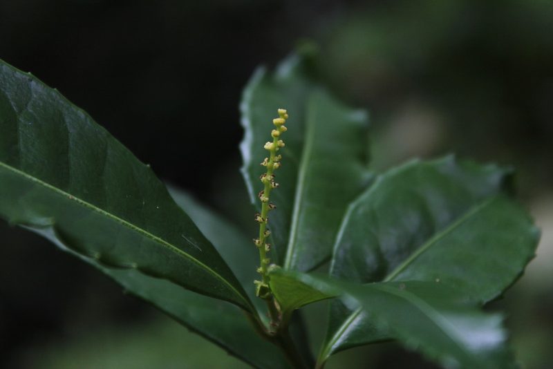 Excoecaria simii, photographed by Tony Rebelo