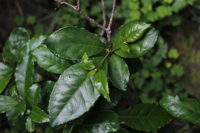 Excoecaria simii, photographed by Tony Rebelo