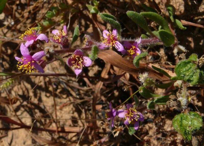 Tetragonia rosea, photographed by Tony Rebelo