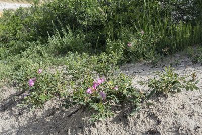 Rosa arkansana, photographed by Cecelia Alexander