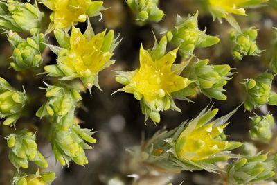 Paronychia sessiliflora, photographed by Cecelia Alexander