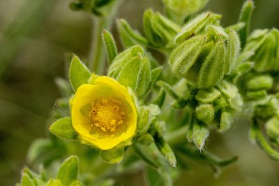 Potentilla pensylvanica, photographed by Cecelia Alexander