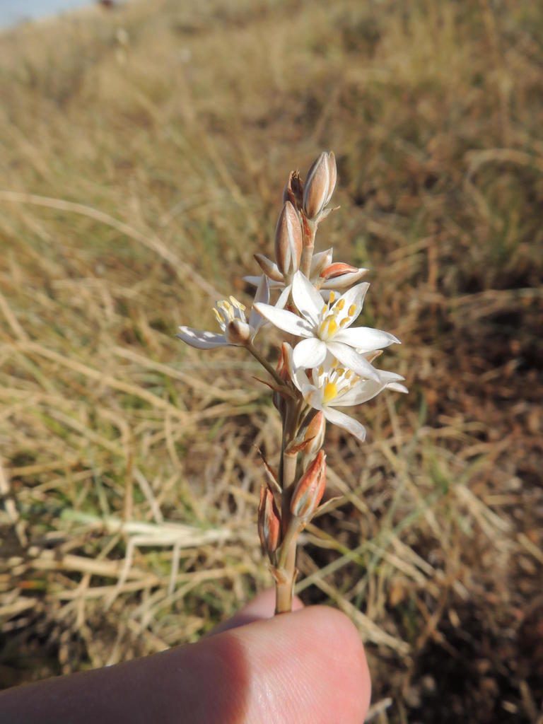 Eliokarmos conicus, photographed by Jacques van der Merwe