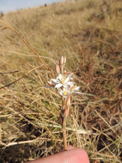 Eliokarmos conicus, photographed by Jacques van der Merwe